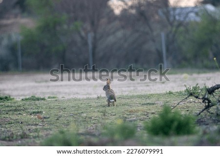 Rabbit in the field on alert