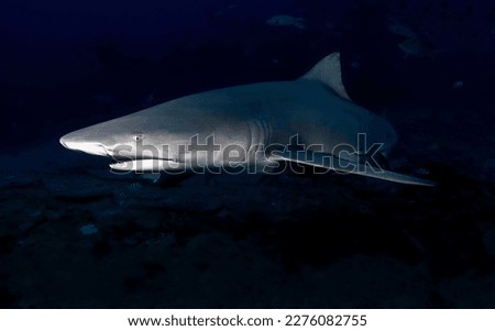A magnificent gray reef shark with an aggressive look swims in the blue deep water near the bottom close-up