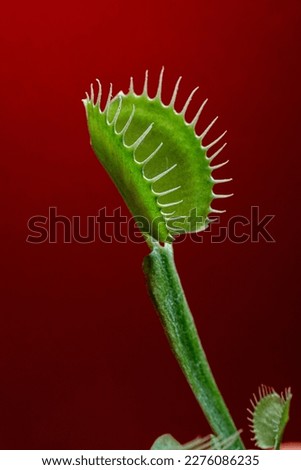 venus flytrap on red background