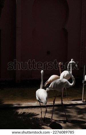 Flamingos in the Thailand Zoo