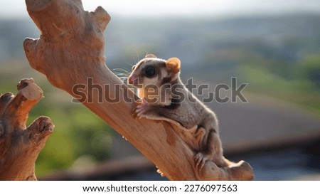 red sugar glider with brown fur and garnet eye color when photographed using flash Royalty-Free Stock Photo #2276097563