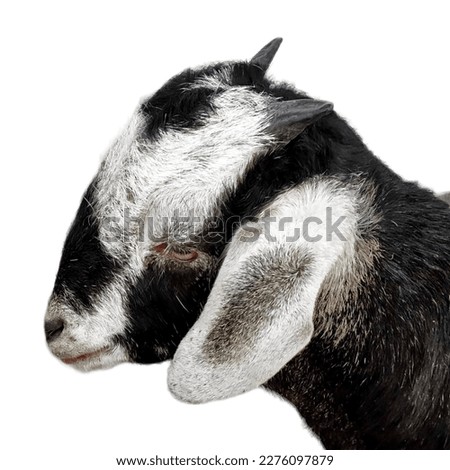 White and black goat head with short horns isolated on white backgroud.
