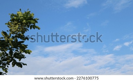 lush trees and blue sky with negative space

