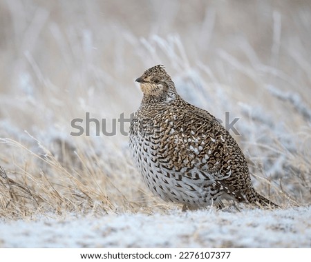 Sharptailed Grouse in winter plummage