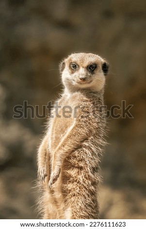Close up of a cute standing meerkat