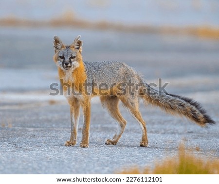 Gray Fox in an urban environment