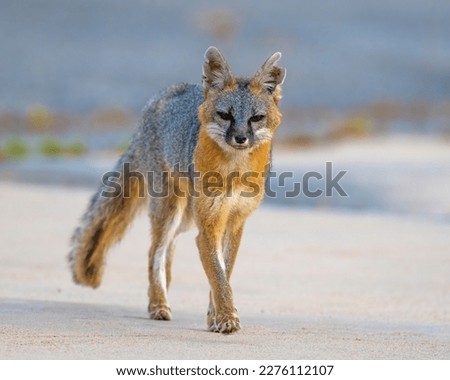 Gray Fox in an urban environment