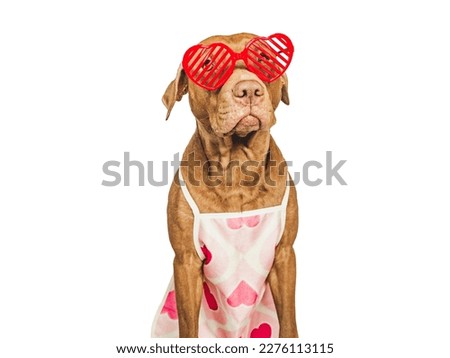 Lovable, pretty brown puppy and red sunglasses. Greeting card layout with space for your inscription. Closeup, indoors, studio photo. Congratulations for family, relatives, friends and colleagues