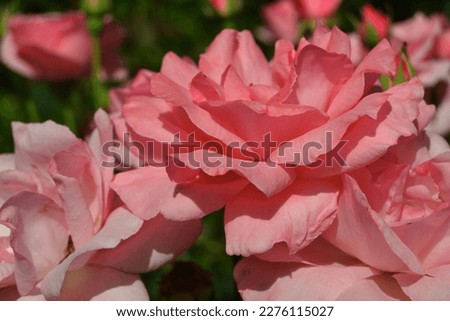 Close-up of a pink roses on a dark green background. 