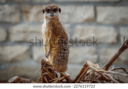 cute meerkat standing on wood