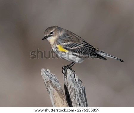 Yellow Rumped Warbler on a perch Royalty-Free Stock Photo #2276135859