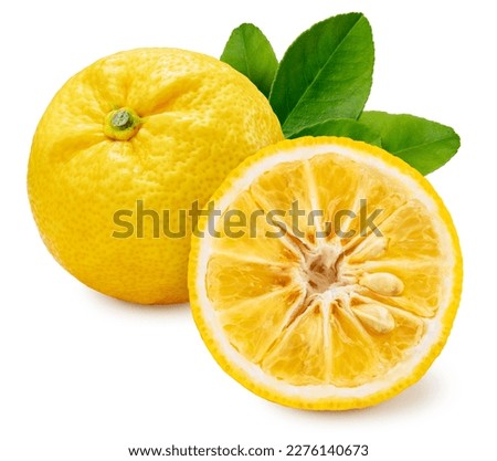 Sweet Yuzu Orange fruit isolated on white background, Kochi Yellow Yuzu isolated on white background With work path. Royalty-Free Stock Photo #2276140673