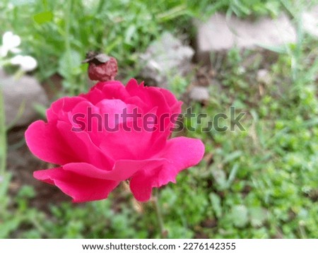 This is a red rose flower and now it is the spring season in Swat, Pakistan. The picture shoot on 8th February, 2023.