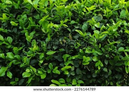 Green leaf background in forest