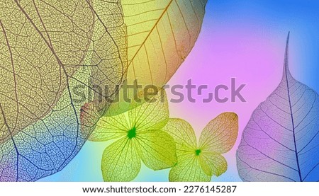 leaves skeletons with veins and cells macro photograph