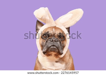 French Bulldog dog wearing Easter bunny costume ears headband on violet background