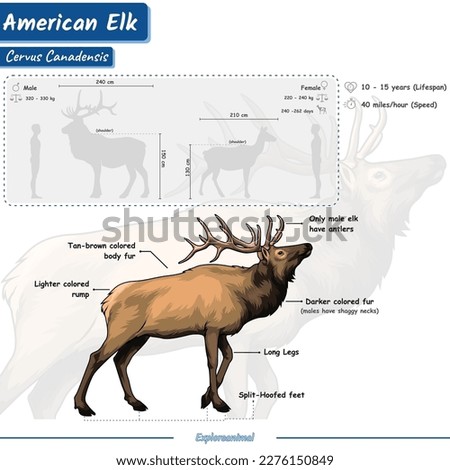 Deer anatomy. 
Diagram showing parts of an elk.
infographic about elk, identification and description.
Can be used for topics like biology, zoology. Royalty-Free Stock Photo #2276150849