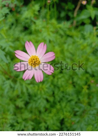 cosmos caudatus flower, bright pink on the flower crown