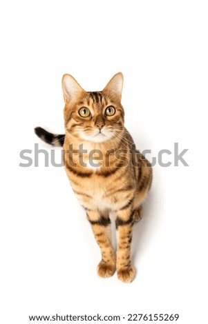 Bengal domestic cat in full length on a white background. View from above.