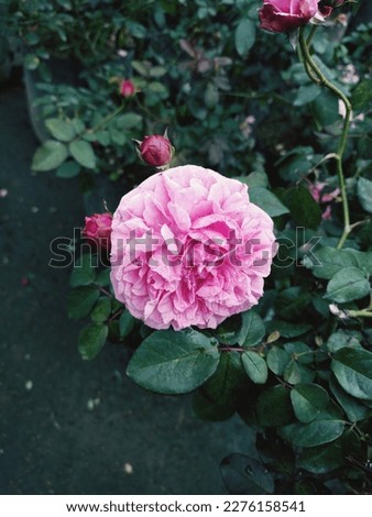 Close-up photo of pink rose, great for backgrounds