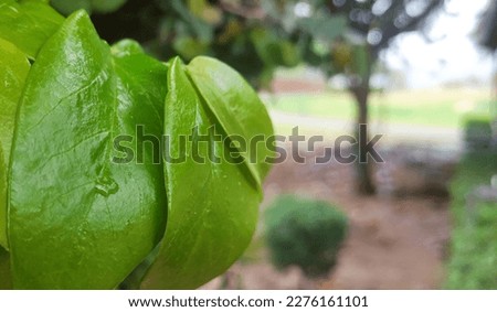 Green nature picture outdoor in the rainy weather. Outdoor plants and leaves with dew drops