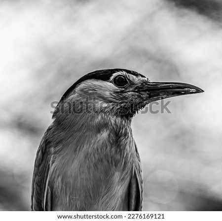 Black and white picture of a bird curiously watching its prey.