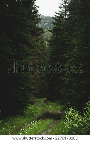 Forest trail scene. Woodland rocky path Forest in fog. Landscape with trees, colorful green and blue fog. Nature background. Dark foggy forest. Change of seasons concept