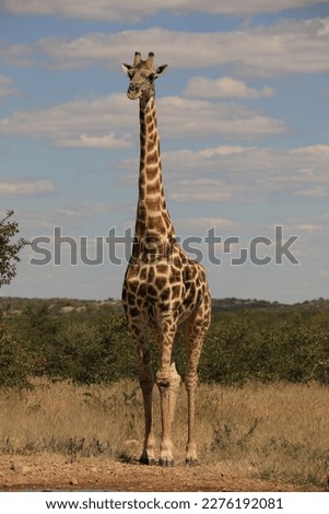 tall lonely giraffe at waterhole, Namibia