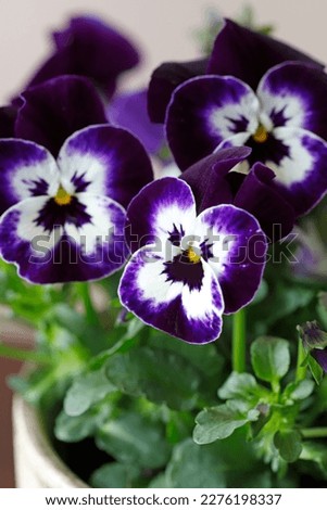 A beautiful pansy flowers in the pot.