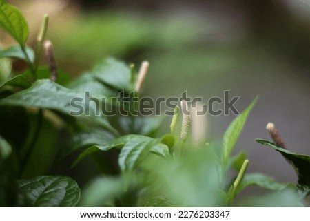 a plants, photo blur and focus