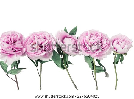 delicate pink peonies flower.  Isolate on white.
