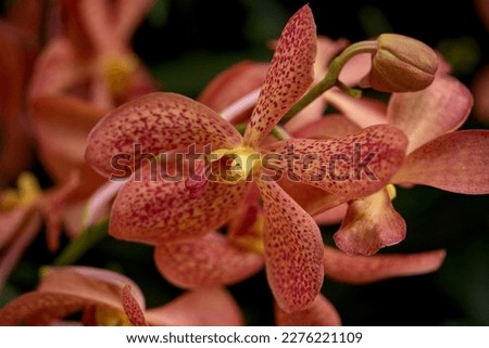 Beautiful orange and green orchid background