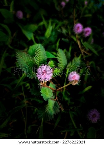 focused mimosa pudica flower. suitable for backgroud or wallpaper