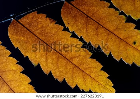 Yellow autumn leaves on a black background close-up.