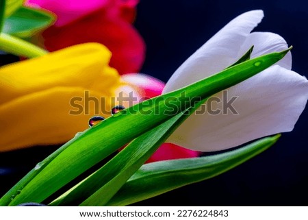 Tulips on a black background close-up.