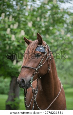 purebred peruvian horse wearing show bridle equine head shot of chestnut horse with beaded bridle and metal bit show tack brown horse portrait vertical equine image with room for type on top and sides Royalty-Free Stock Photo #2276231551