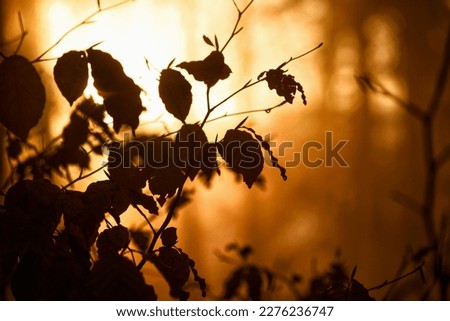 Branch with leaves silhouette in morning golden orange sunrise