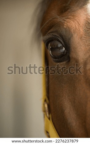 close up of horses eye equine eye close up one eye chestnut horse close cropped on face to show eye and eyelash room for type on left side vertical format partial view of yellow halter on horse animal Royalty-Free Stock Photo #2276237879