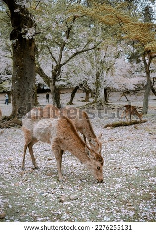 Wild deer enjoying Nara Park (Japan) during cherry blossom season.