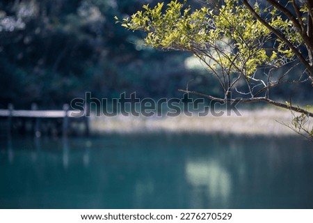 Green branches, lake water and a small wooden pier. A lively and fresh painting. Spring is the best time for walking trails and lake tours. Xinshan Dream Lake, Taiwan