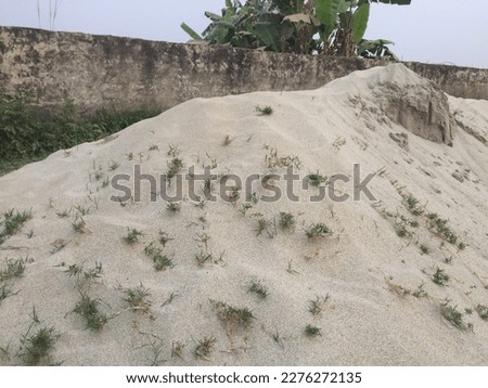 Grass in the sand. Picture of beautiful sand.