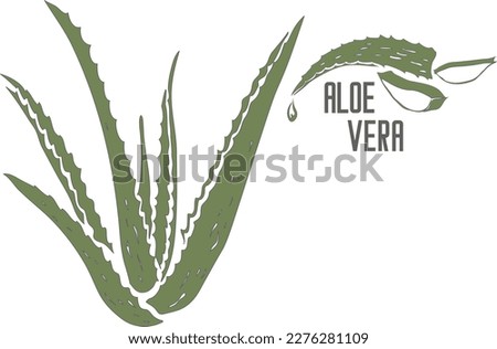 Aloe Vera plant in color vector silhouette. Aloe Barbadensis plant medicinal outline. Set of Aloe Vera in color for pharmaceuticals and cosmetology.