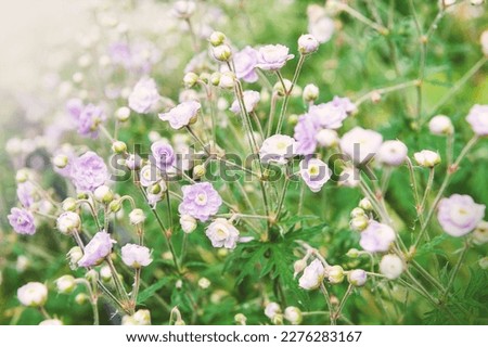 Beautiful purple flowers on green soft nature background
