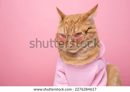 Cute red cat in a pink sweater and sunglasses sitting on a pink background. Funny cat in clothes.