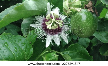 this purple white flower is very pretty. passion flower after rain