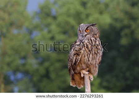 Eurasian Eagle-Owl (Bubo bubo) sitting in Gelderland  in the Netherlands    
