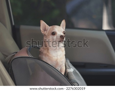 Portrait of happy brown short hair chihuahua dog standing in  pet carrier backpack with opened windows in car seat. Safe travel with pets concept.