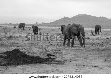 African elephant herd, Loxodonta africana, from different eras running through the landscape of the national park, black and white photography