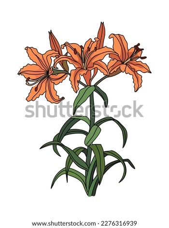 Lily May birth month flower colored vector drawing