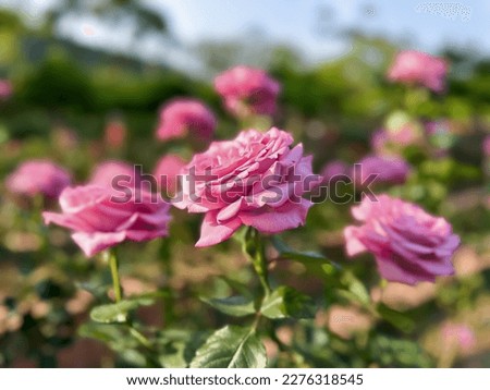 Pink rose Flower closeup picture beauty in nature plants